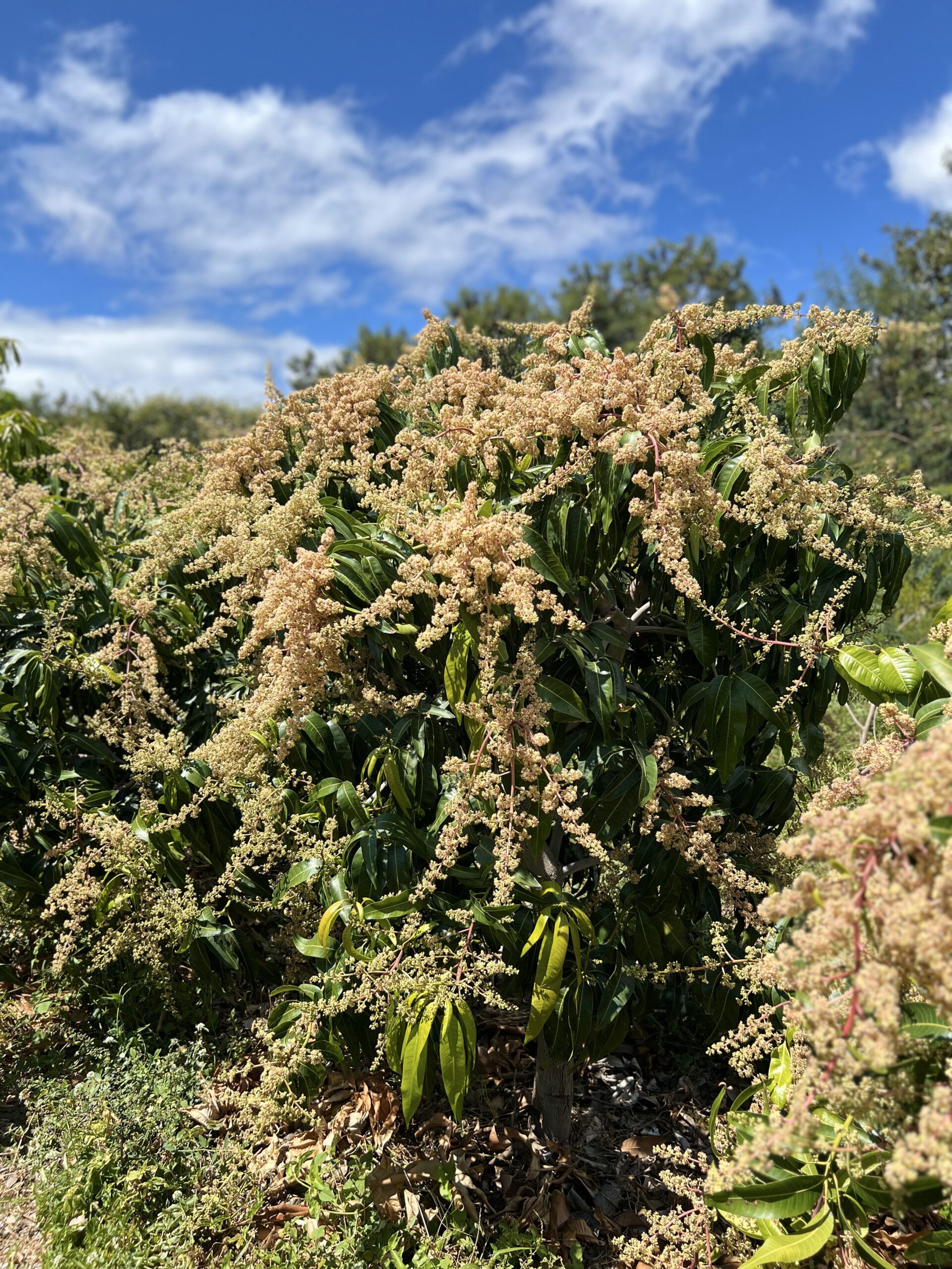 Consultoria Agrícola: Transformando o Campo com Expertise