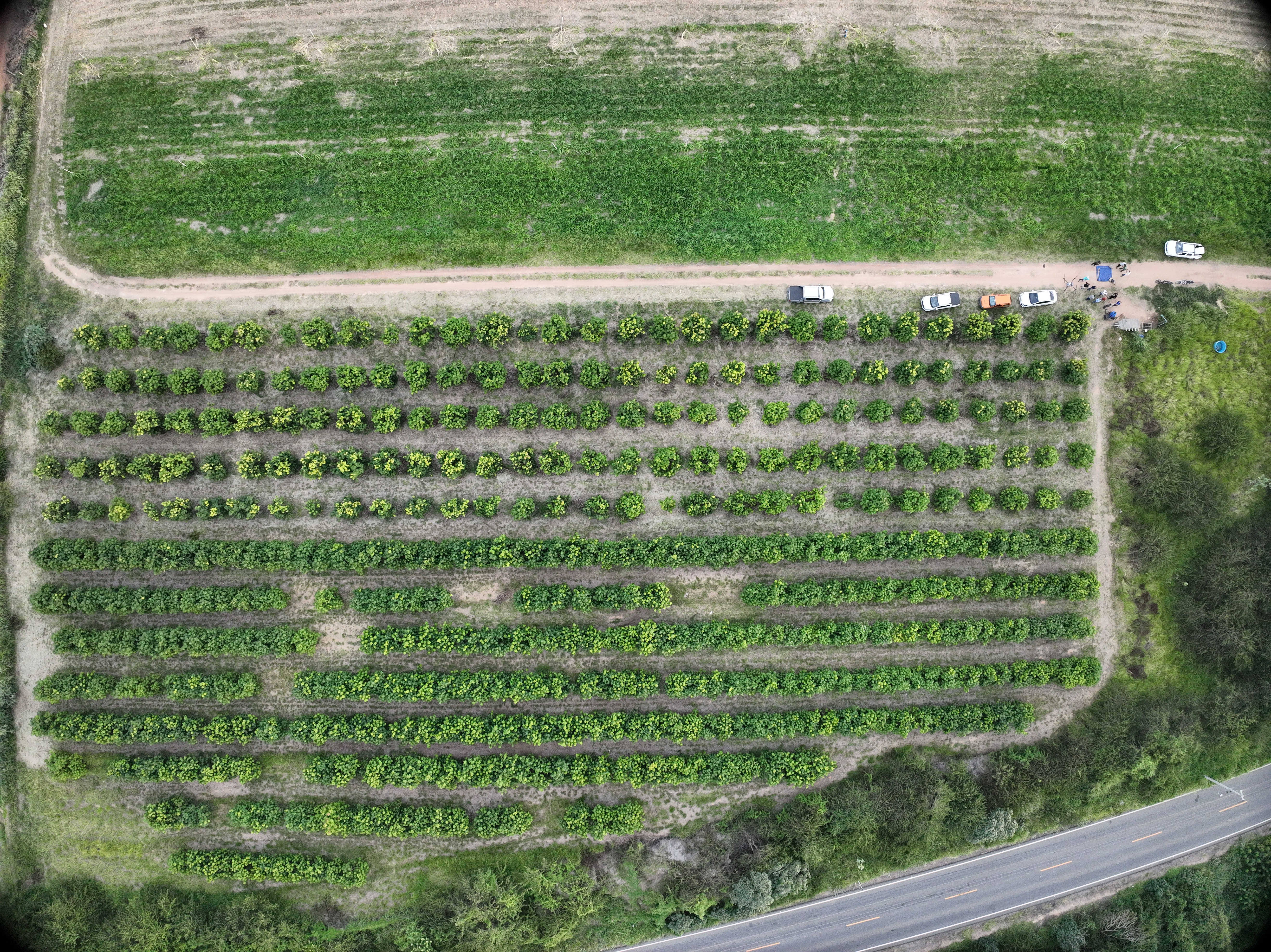 O Papel da Sustentabilidade no Crescimento do Agronegócio